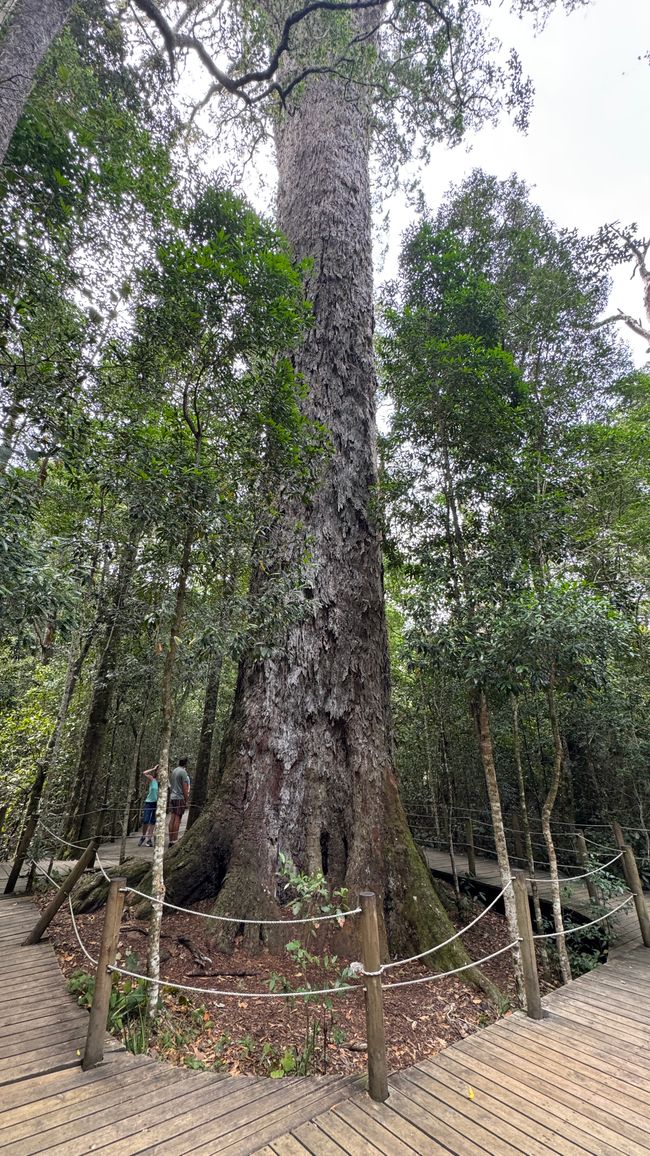 Big Trees Parco Nazionale Tsitsikamma