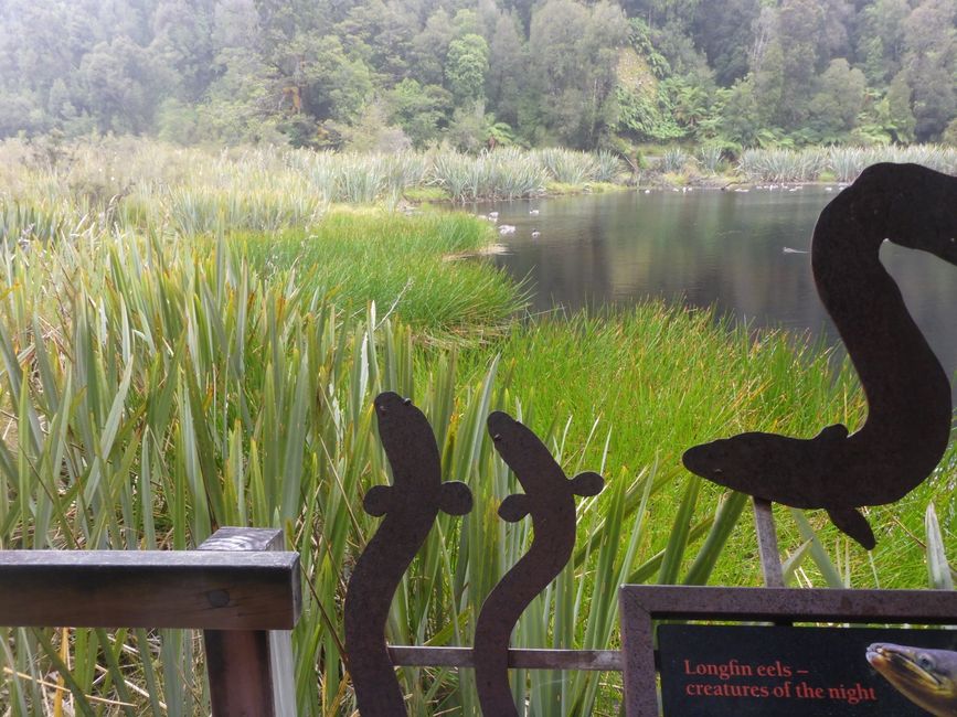 Anguille dans le lac