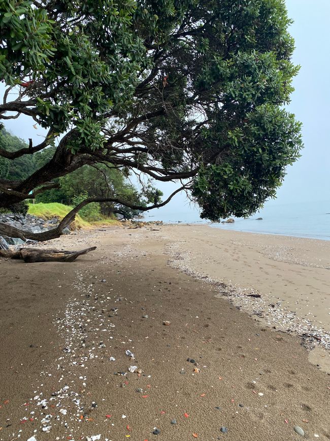Coromandel loop
