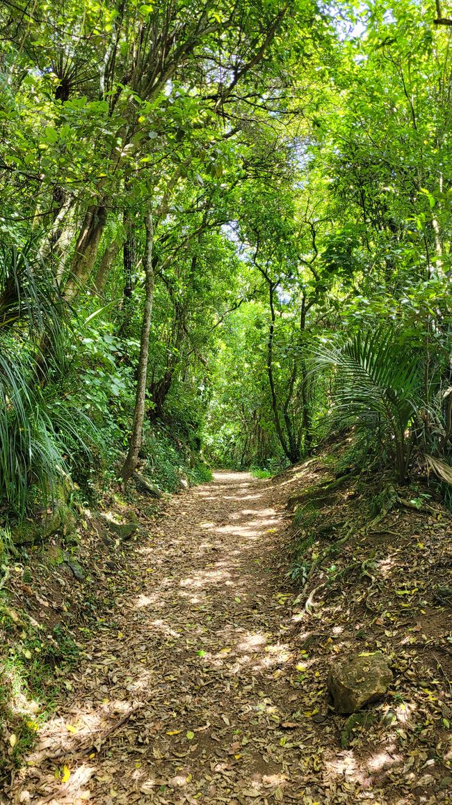 On the Trail of the Gold and Ore Mine in the Karangahake Gorge