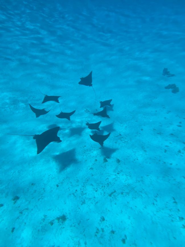 Adlerrochen // eagle rays