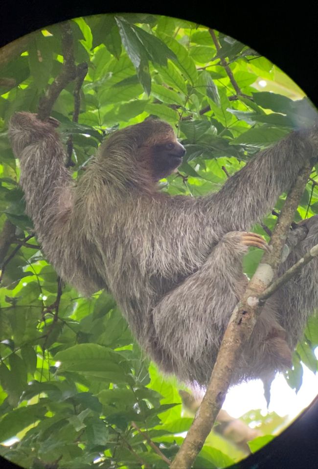 Sloth Watching - La Tigra - Hot Springs