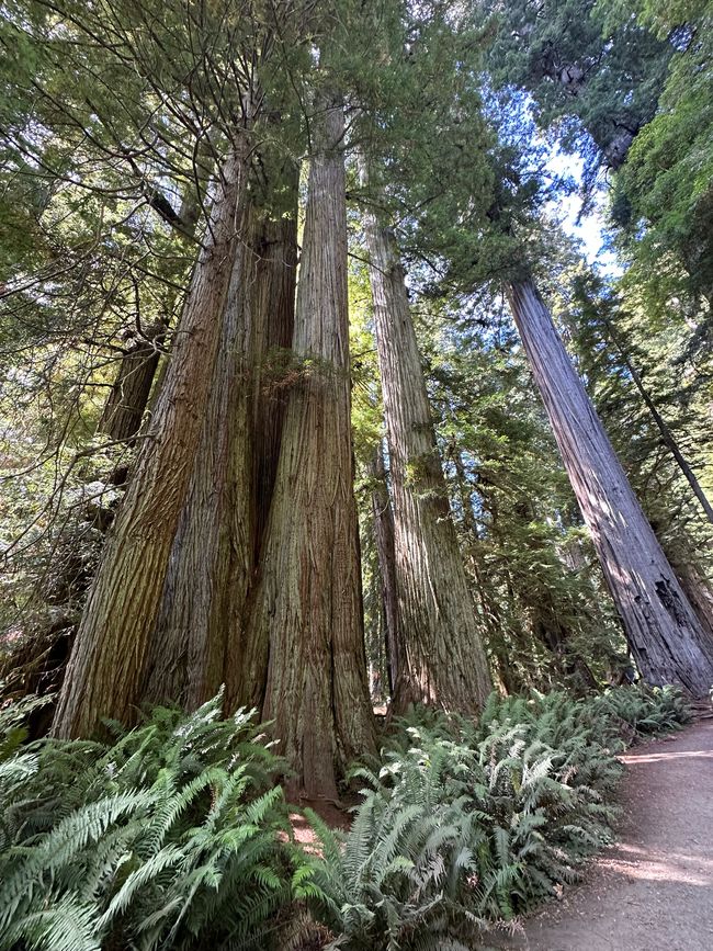 North Californian redwoods