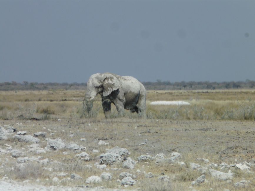 Etosha- o el susto de cumpleaños