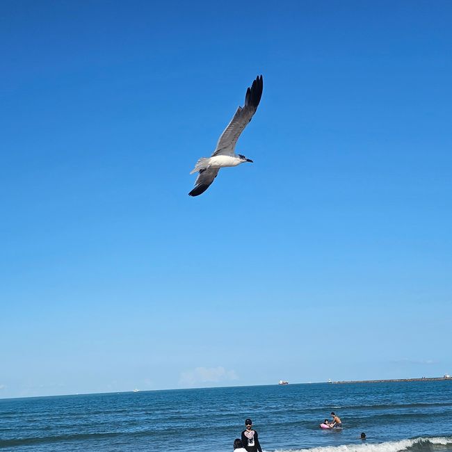 5 jours à South Padre Island 🌴