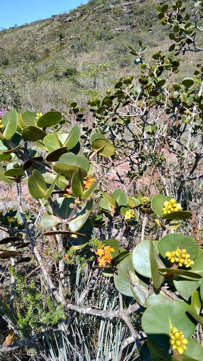 Parque Nacional Diamantes de Brasil Parte I