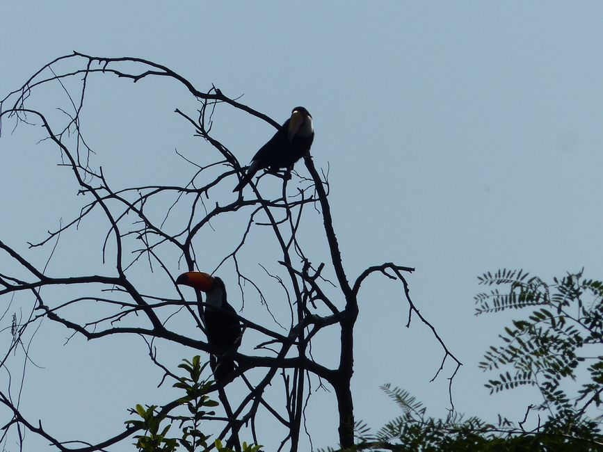 Brazil Pantanal River Cruise