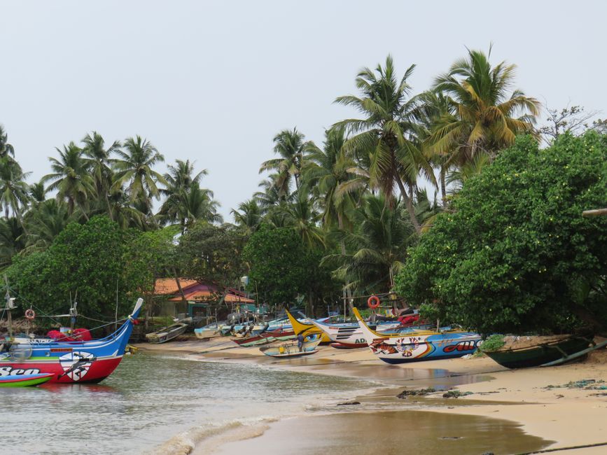 Matara - Mauvais temps, pas de baleines, mais des Salties (crocodiles d'eau salée)