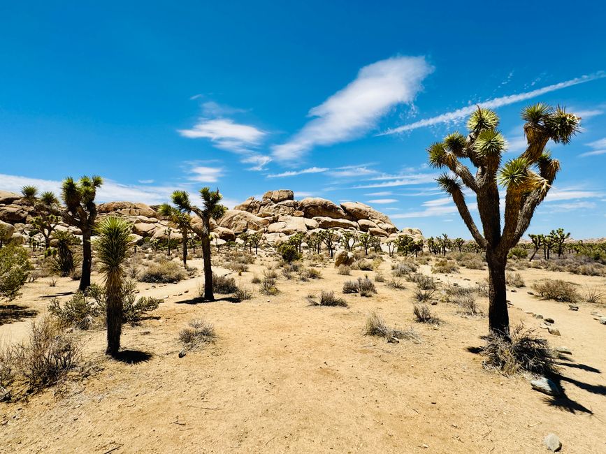 Joshua Tree National Park – Arch Rock & Skull Rock