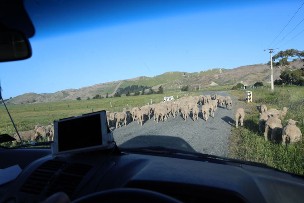 Direction Marlborough Country