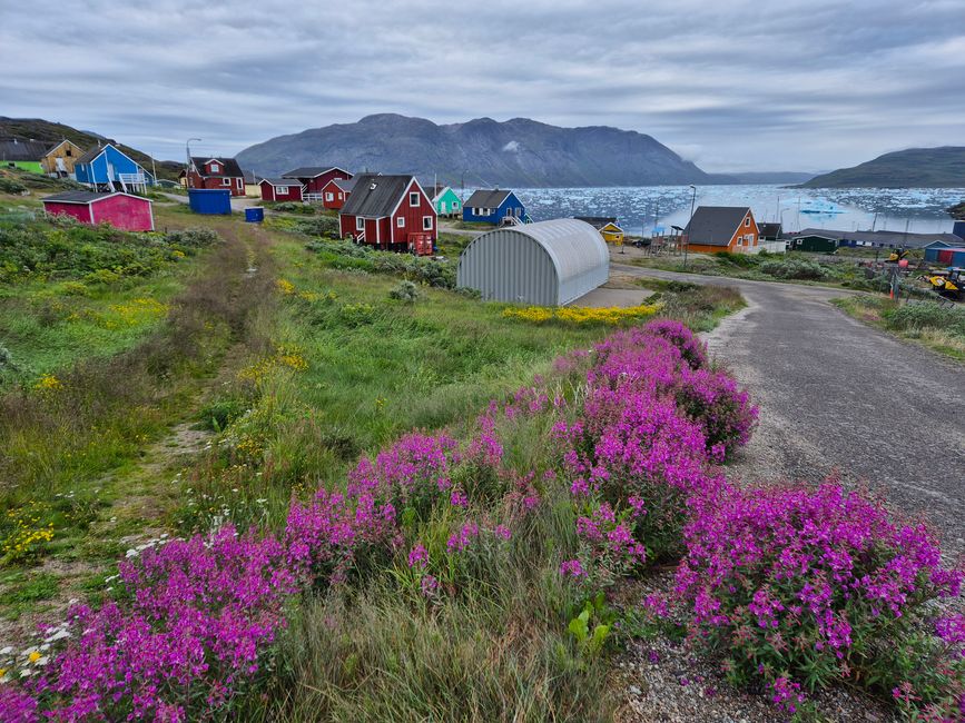 Grönlands Farbpracht: Häuser und Blumen. 