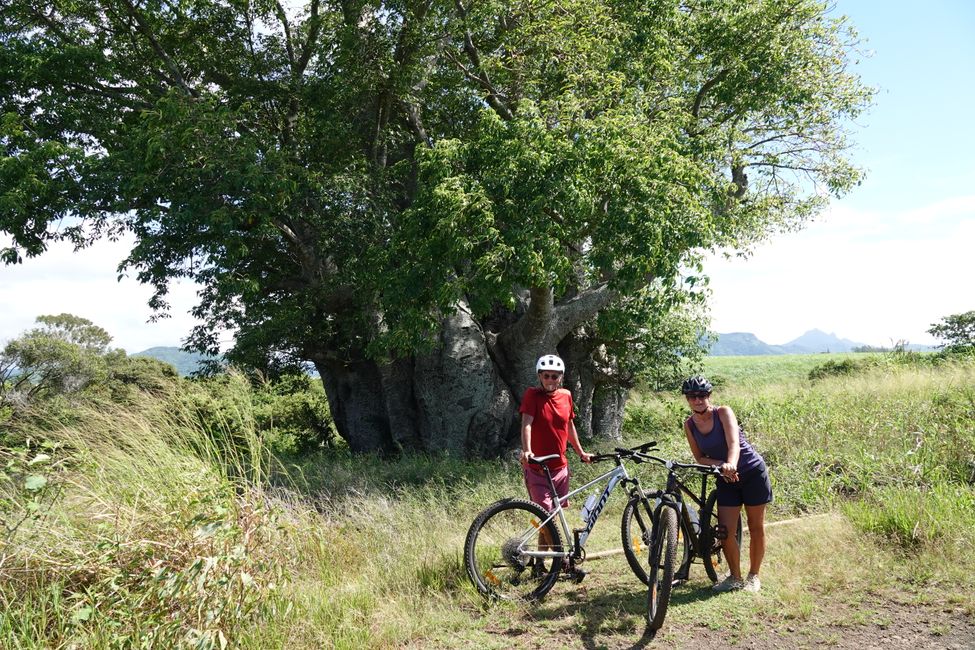Un baobab en el camino a Mahebourg