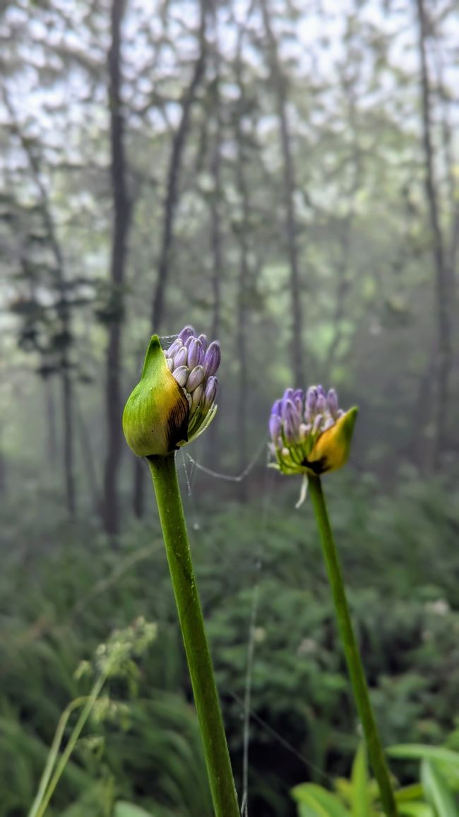 Tag 12: Dem Himmel so nah -  Pico do Areeio