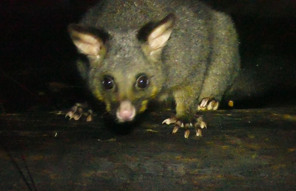 - Singapur & Tasmania 2019 -