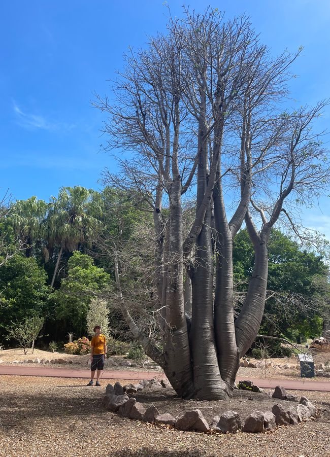 This boab tree can only be found in Africa and Australia