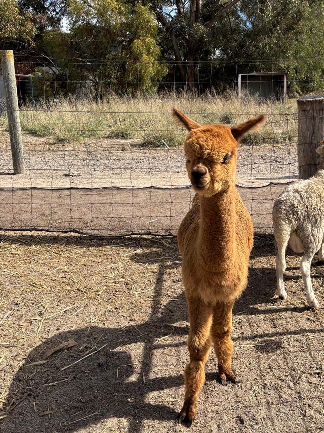 Parc des oiseaux et des animaux d'Esperance