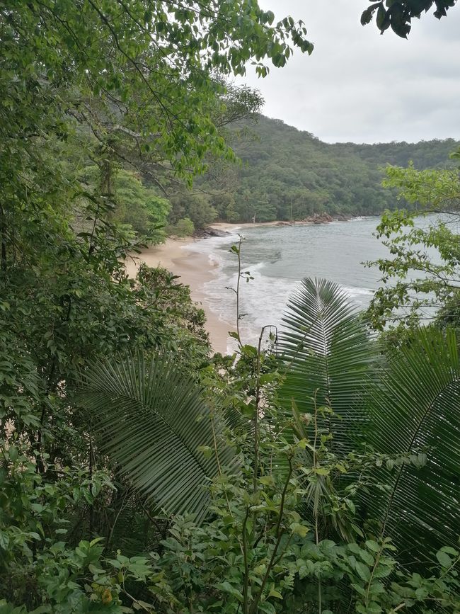 Brasil, Fortaleza Sendero del Bosque Tropical