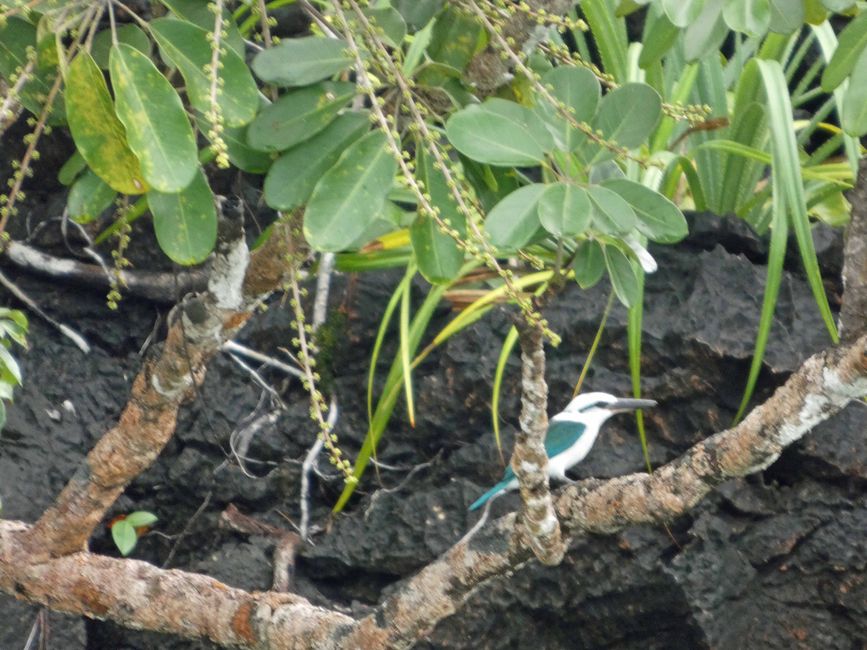 Misool, Nuova Guinea occidentale, Indonesia, escursione in Zodiac