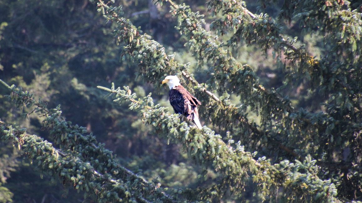 Day 25: Chilkoot Lake & more 'Bear' than we would like