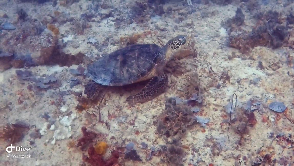 海龟