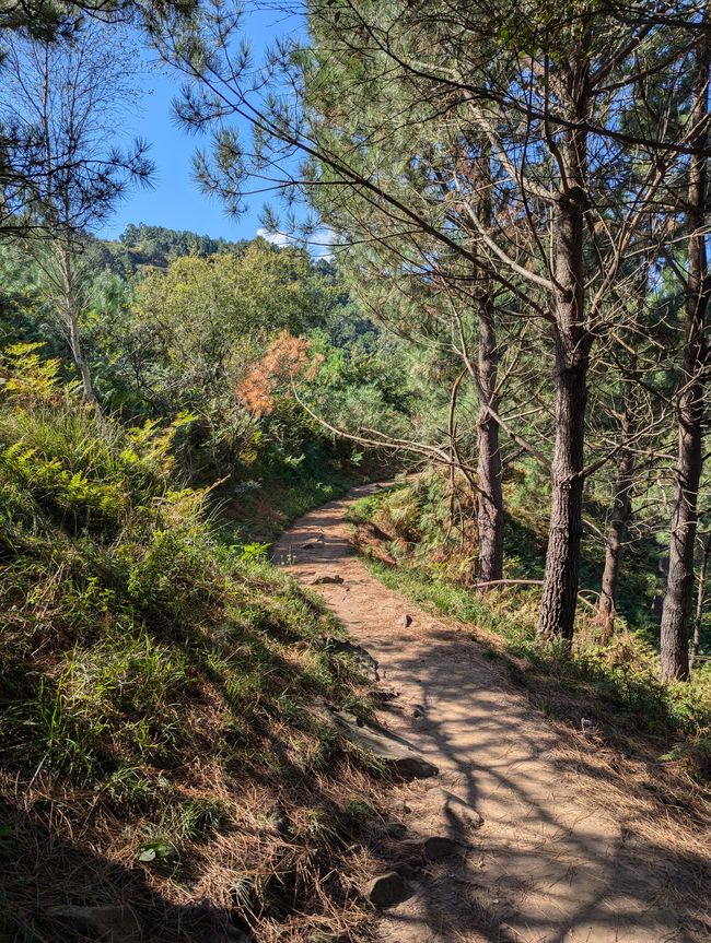 Das Lied der Lerche (Camino del Norte 1)