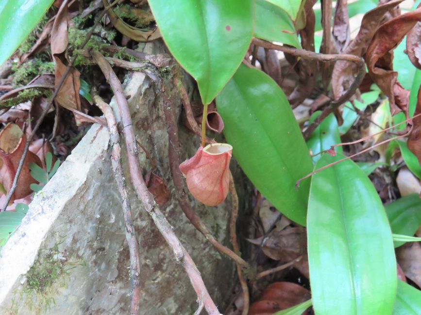 Sinharaja - l'ultima foresta pluviale dello Sri Lanka