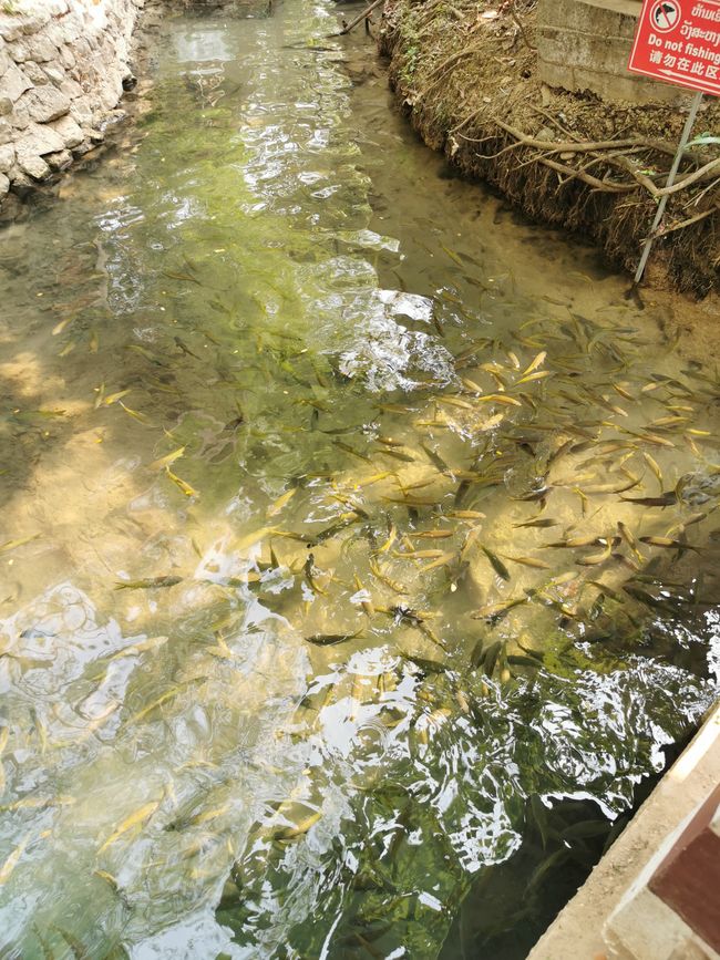 ... a relaxing swim round ...