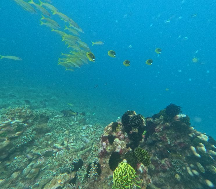Tag 20: Il mondo sottomarino di Bali