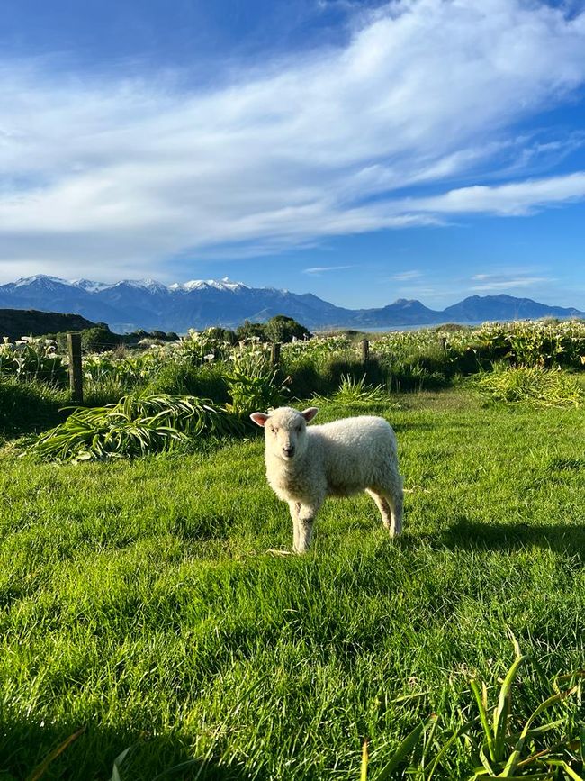 Lambs everywhere in NZ