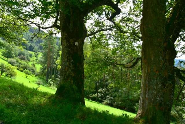 * * * Wacholderhain und Felsgesicht: eine Wanderung in der wilden Schönheit des Lochenpasses * * *