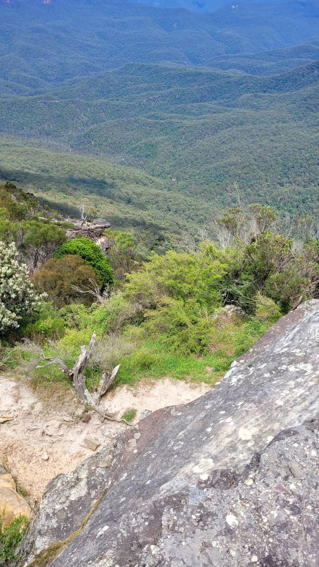 Blue Mountains – Eukalyptusbäume locken nicht nur Koalas an