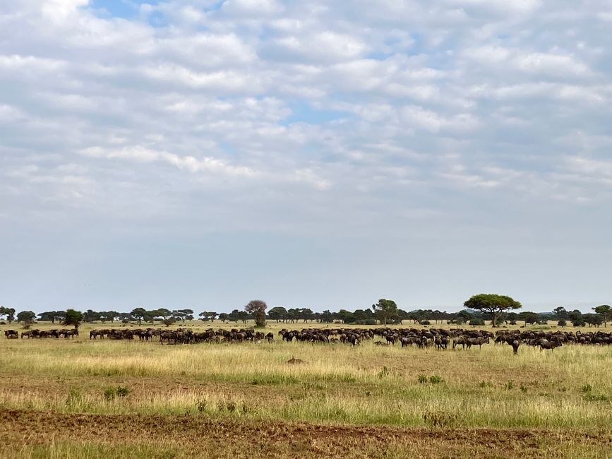 En la Serengeti - Día 3