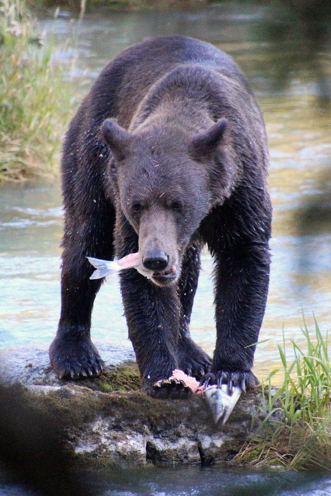 Etiqueta 26: Río Chilkoot - gran cine de osos & sesión de fotos con 'Lulu'