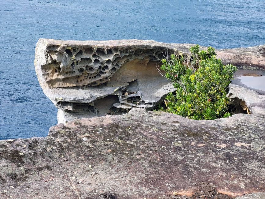 Pazifikküste in Watson Bay