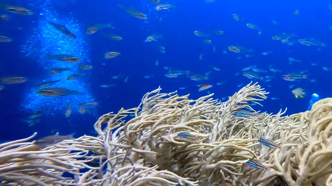 Travis auf Tauchsafari in Raja Ampat