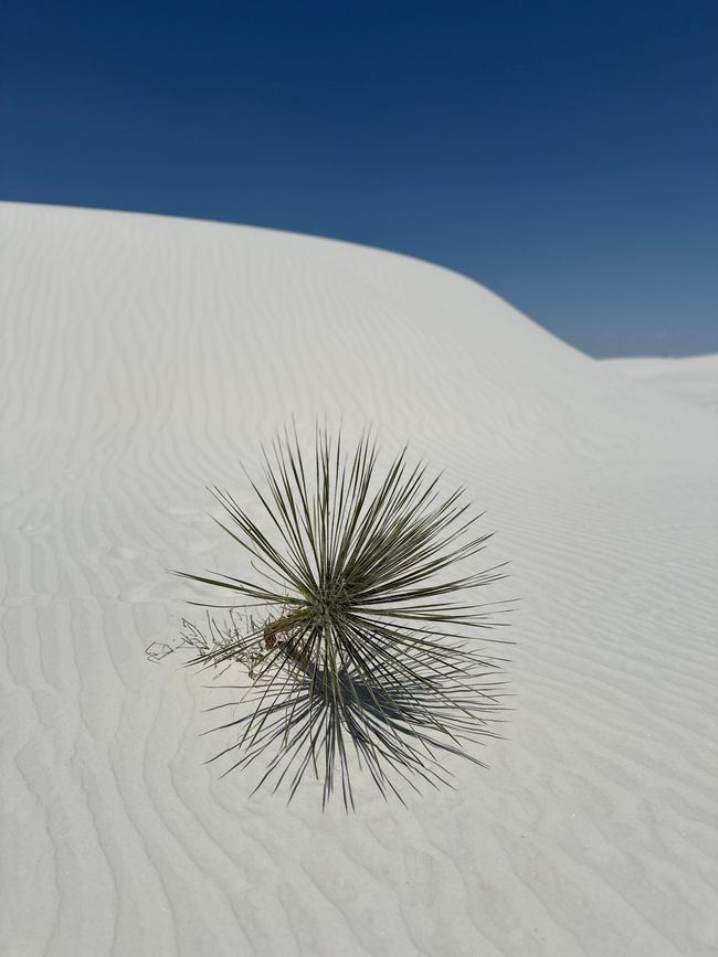 12th Day: White Sands