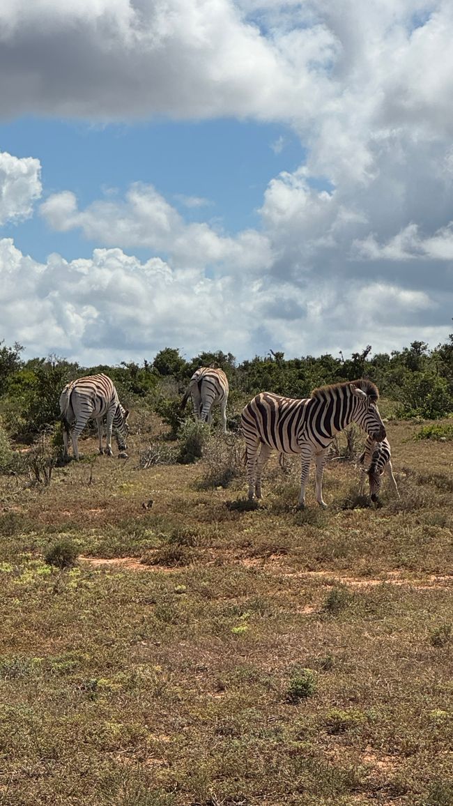 Addo Nationalpark