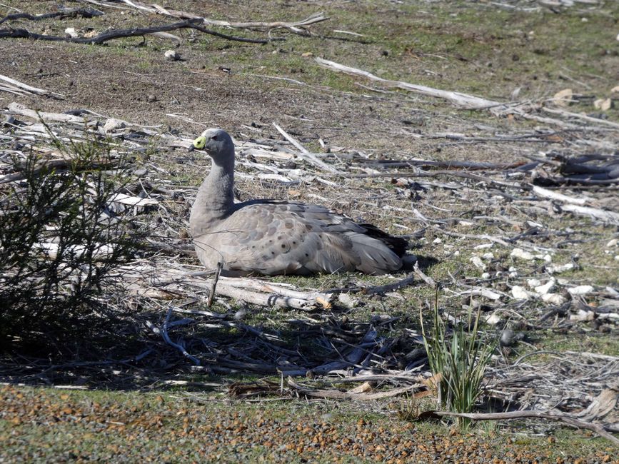 Kangaroo Island
