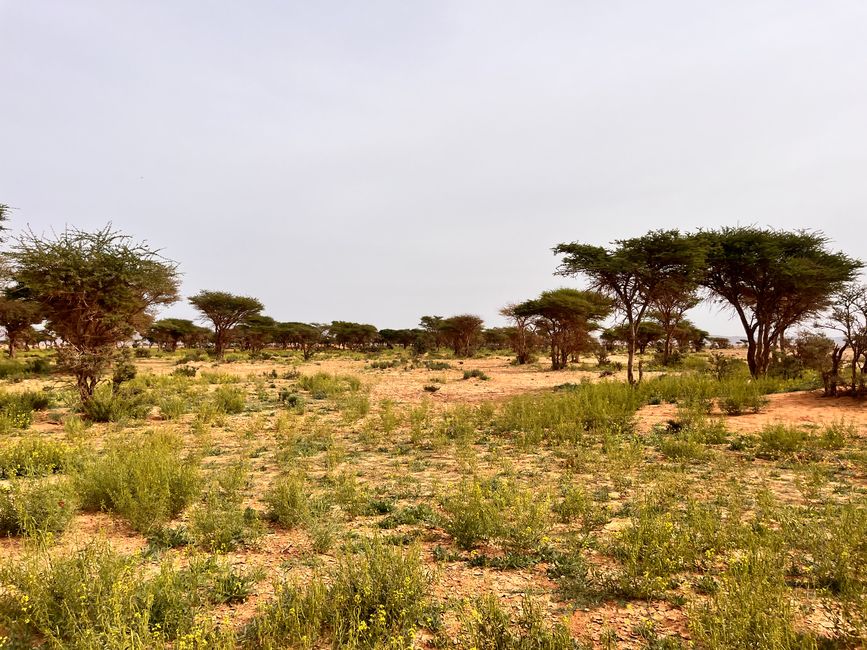 The same desert just a few kilometers further - green savanna thanks to the rains