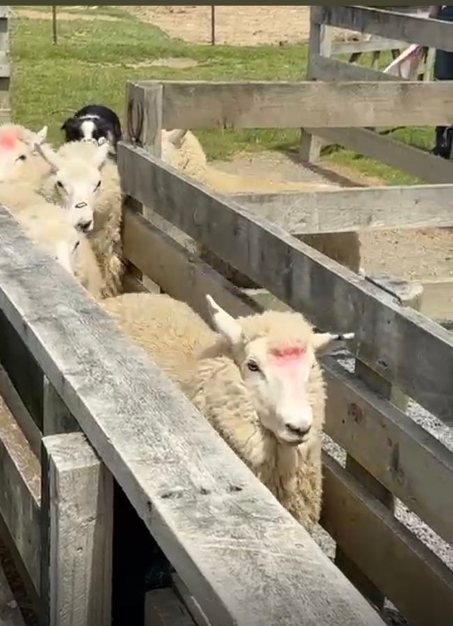 Rubicon Valley 🐑🐑🐕🐕