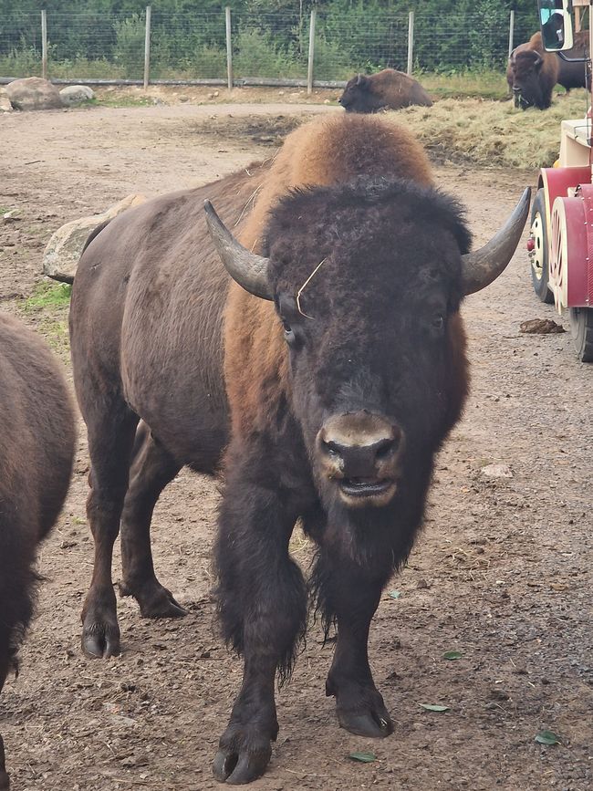 Svezia 6° giorno - Safari degli alci, acquisto di un caricabatterie e campeggio speciale