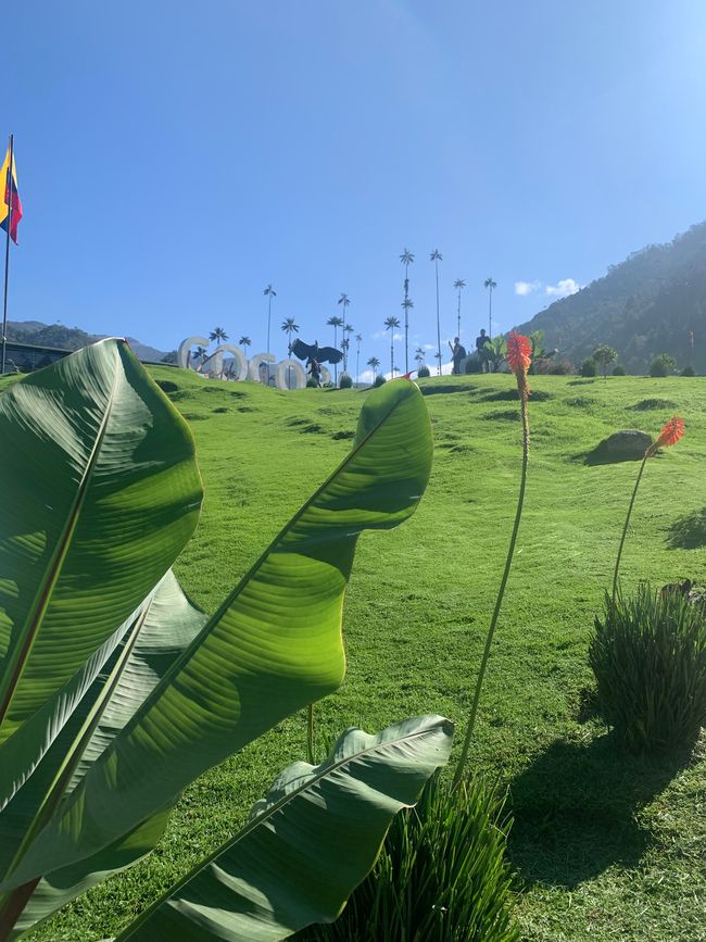 Valle de Corora 🌴