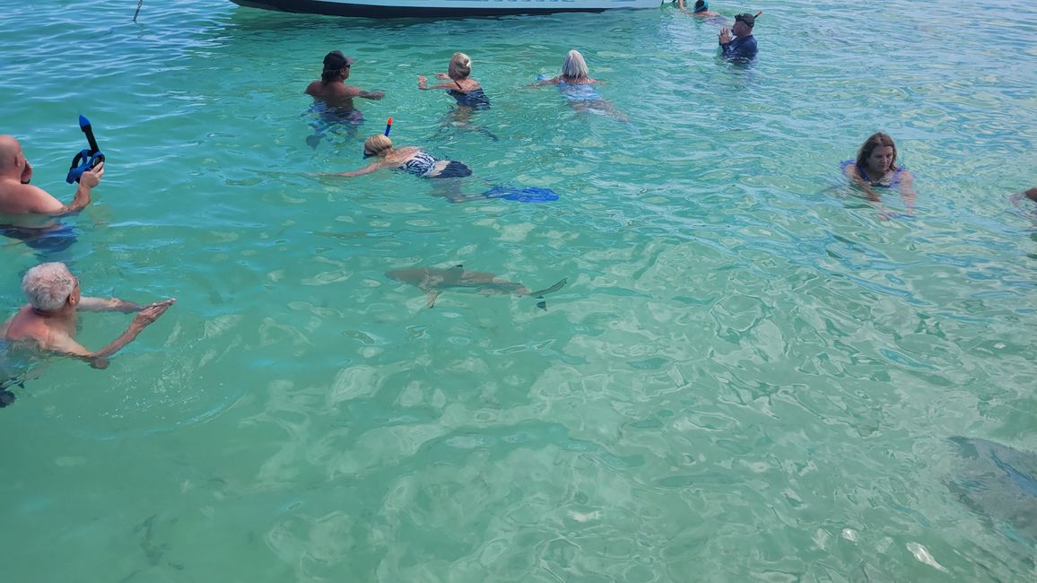 Esnórquel con raya y tiburones en el agua turquesa frente a Bora Bora.