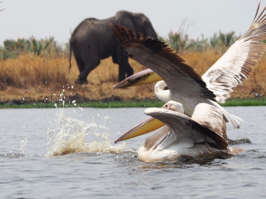 The last sought highlight: The Okavango Delta