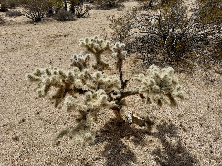 Joshua Tree National Park – Arch Rock & Skull Rock