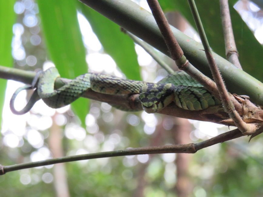 Sinharaja - l'ultima foresta pluviale dello Sri Lanka