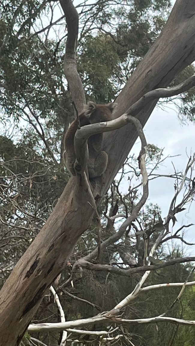 Kangaroo Island