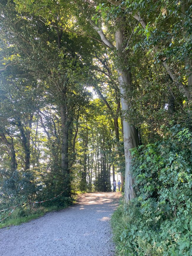 So schön kann ein Waldweg an der Ostsee sein