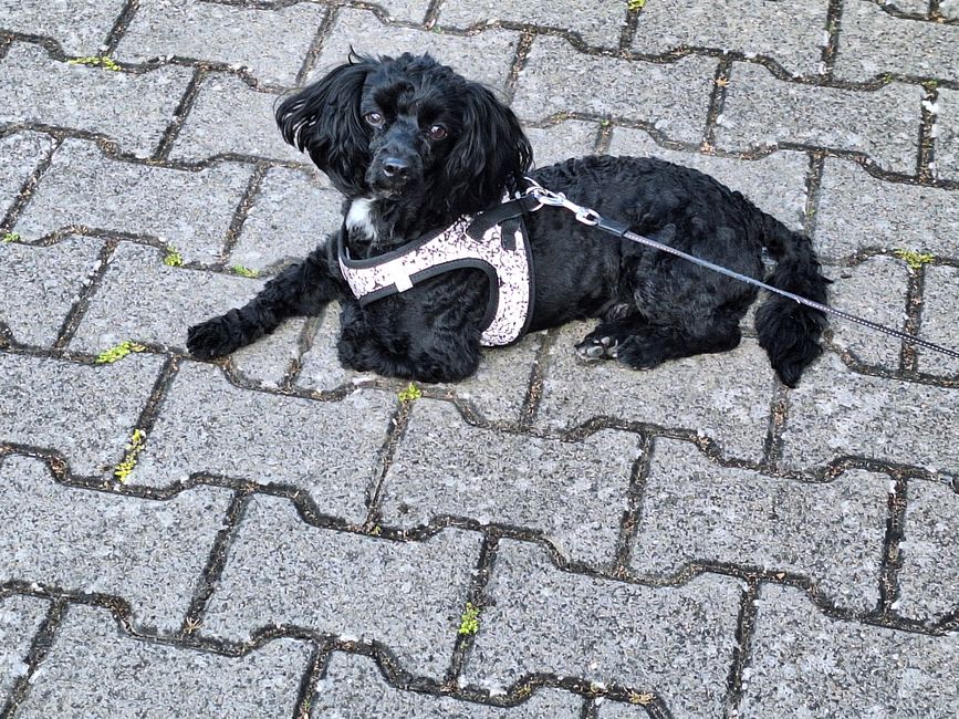 Krümel