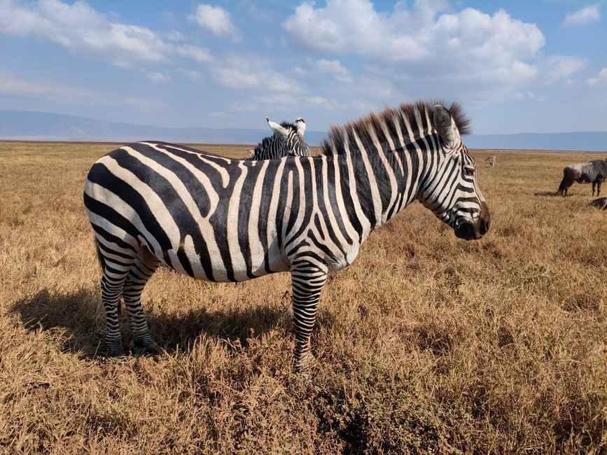 Ngorongoro-Krater